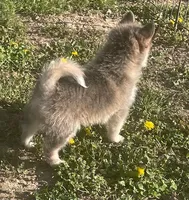 Jewels, a female Pomsky for sale in Vienna, MO – Photo 2 of 10