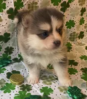Jewels, a female Pomsky for sale in Vienna, MO – Photo 1 of 9