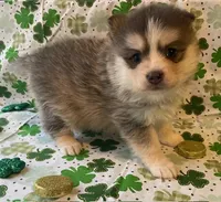 Jewels, a female Pomsky for sale in Vienna, MO – Photo 6 of 9