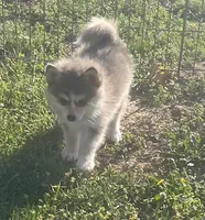 Jewels, a female Pomsky for sale in Vienna, MO – Photo 3 of 10