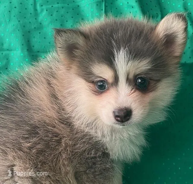 Jewels – Pomsky puppy for sale in Vienna, MO