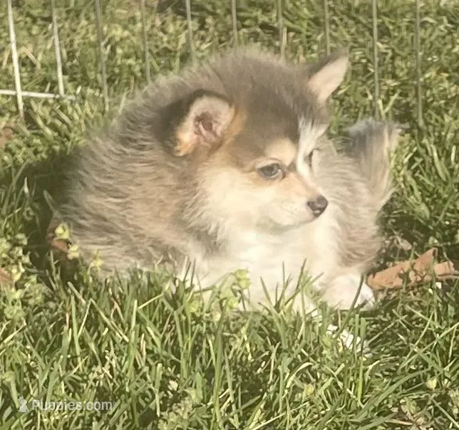 Jewels – Pomsky puppy for sale in Vienna, MO