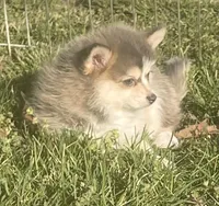 Jewels, a female Pomsky for sale in Vienna, MO – Photo 1 of 10