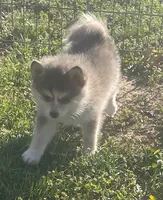Jewels, a female Pomsky for sale in Vienna, MO – Photo 7 of 10