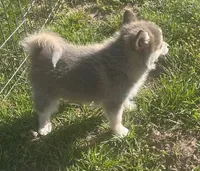 Jewels, a female Pomsky for sale in Vienna, MO – Photo 6 of 10
