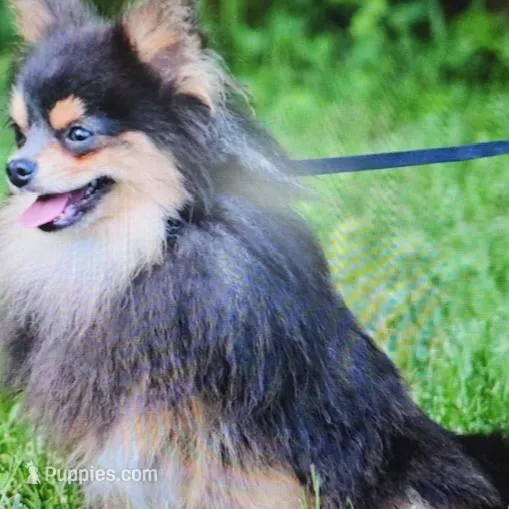Jewels, a female Pomsky for sale in Vienna, MO – Photo 9 of 9