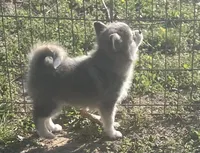 Jewels, a female Pomsky for sale in Vienna, MO – Photo 5 of 10