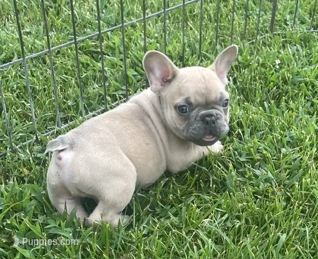 Iven – French Bulldog puppy for sale in Vienna, MO
