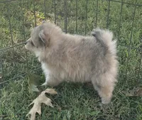 Skye, a female Pomsky for sale in Vienna, MO – 3 of 7
