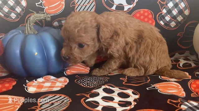 Pippa – Cavapoo puppy for sale in Vienna, MO