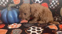 Pippa, a female Cavapoo for sale in Vienna, MO – 1 of 8