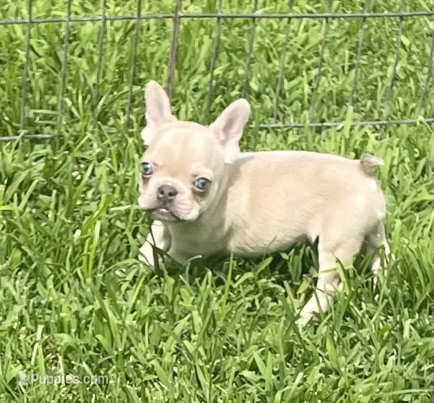 Kash – French Bulldog puppy for sale in Vienna, MO