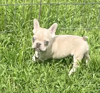 Kash, a male French Bulldog for sale in Vienna, MO – 4 of 7