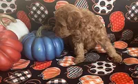 Pearl, a female Cavapoo for sale in Vienna, MO – 8 of 10