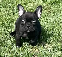 Chocolate, a male French Bulldog for sale in Vienna, MO – 3 of 4