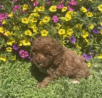 Hazel, a female Cavapoo for sale in Vienna, MO – 2 of 6