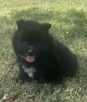 Jey-Jey, a male Pomsky for sale in Vienna, MO – 1 of 9