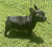 Chocolate, a male French Bulldog for sale in Vienna, MO – 6 of 7