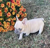 Nugget, a female French Bulldog for sale in Vienna, MO – 7 of 10