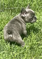 KitKat, a female French Bulldog for sale in Vienna, MO – 4 of 8