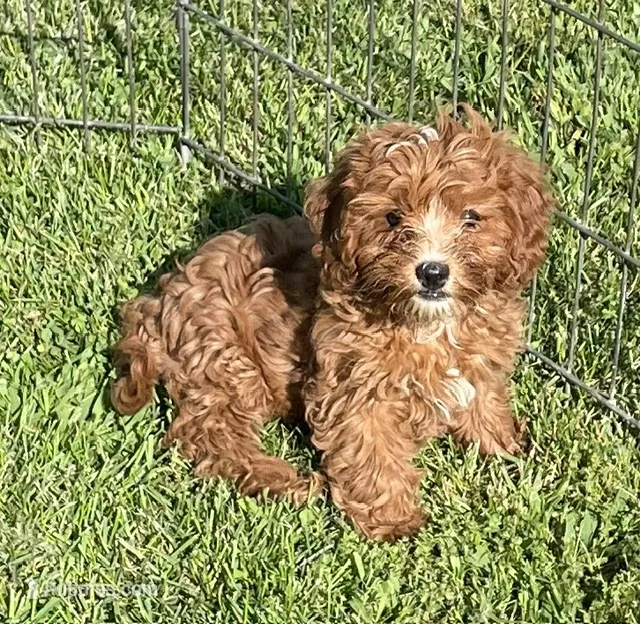 Honey – Cavapoo puppy for sale in Vienna, MO