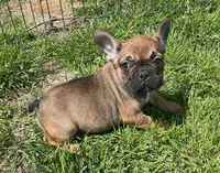 Snickers, a female French Bulldog for sale in Vienna, MO – Photo 2 of 8