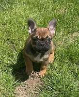 Snickers, a female French Bulldog for sale in Vienna, MO – Photo 3 of 8