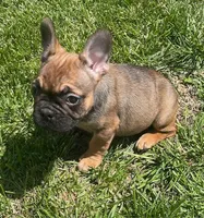 Snickers, a female French Bulldog for sale in Vienna, MO – Photo 6 of 8