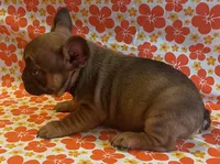 Wexley, a male French Bulldog for sale in Vienna, MO – Photo 6 of 6