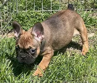 Snickers, a female French Bulldog for sale in Vienna, MO – Photo 5 of 8