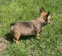 Snickers, a female French Bulldog for sale in Vienna, MO – Photo 8 of 8