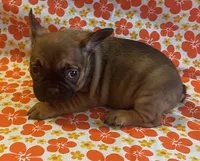 Wexley, a male French Bulldog for sale in Vienna, MO – Photo 2 of 6
