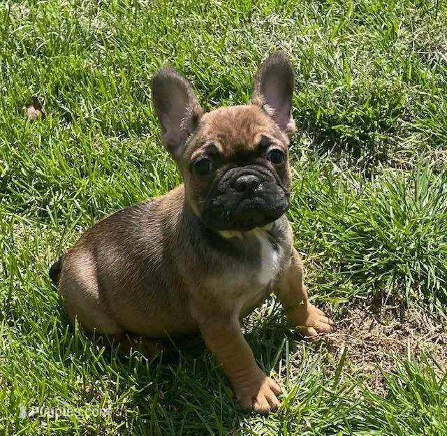 Wexley – French Bulldog puppy for sale in Vienna, MO