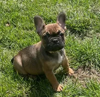 Snickers, a female French Bulldog for sale in Vienna, MO – Photo 1 of 8