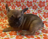 Wexley, a male French Bulldog for sale in Vienna, MO – Photo 4 of 6