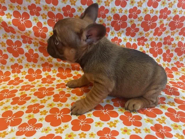 Wexley – French Bulldog puppy for sale in Vienna, MO