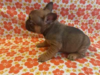Wexley, a male French Bulldog for sale in Vienna, MO – Photo 5 of 6