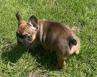 Snickers, a female French Bulldog for sale in Vienna, MO – Photo 7 of 8