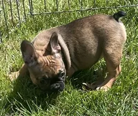 Snickers, a female French Bulldog for sale in Vienna, MO – Photo 4 of 8