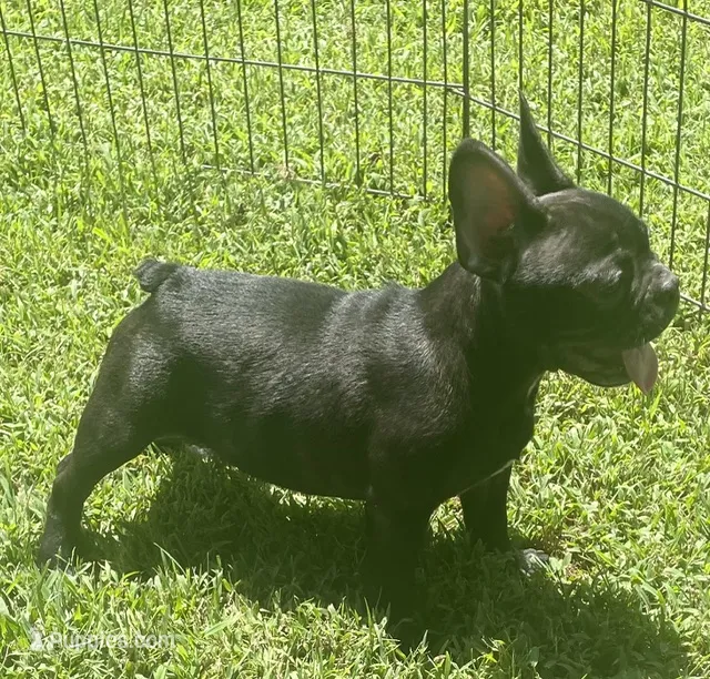 Chocolate – French Bulldog puppy for sale in Vienna, MO