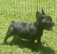 Chocolate, a male French Bulldog for sale in Vienna, MO – 1 of 7