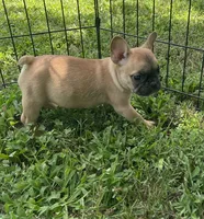Riggs, a male French Bulldog for sale in Vienna, MO – 4 of 6
