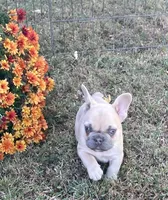 Nugget, a female French Bulldog for sale in Vienna, MO – 10 of 10