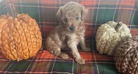 PeeWee, a male Cavapoo for sale in Vienna, MO – 3 of 8