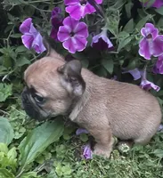 Mochi, a male French Bulldog for sale in Vienna, MO – 5 of 10