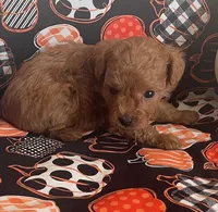 Pippa, a female Cavapoo for sale in Vienna, MO – 6 of 8