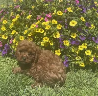 Rudy, a male Cavapoo for sale in Vienna, MO – 3 of 7