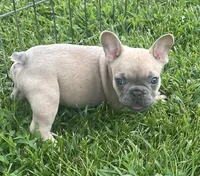 Iven, a male French Bulldog for sale in Vienna, MO – 3 of 6