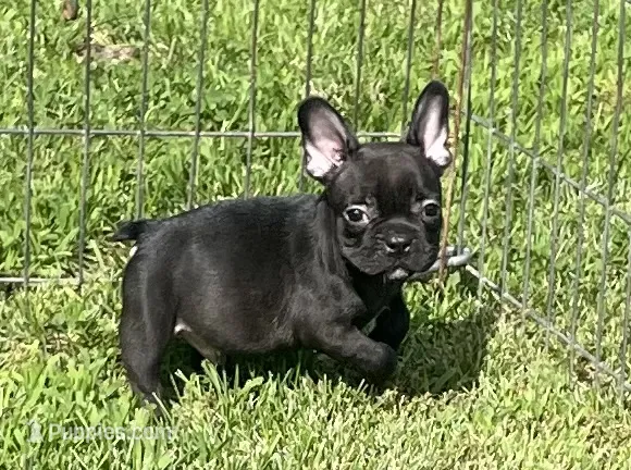 Chocolate – French Bulldog puppy for sale in Vienna, MO
