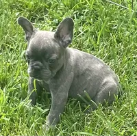 KitKat, a female French Bulldog for sale in Vienna, MO – 3 of 8